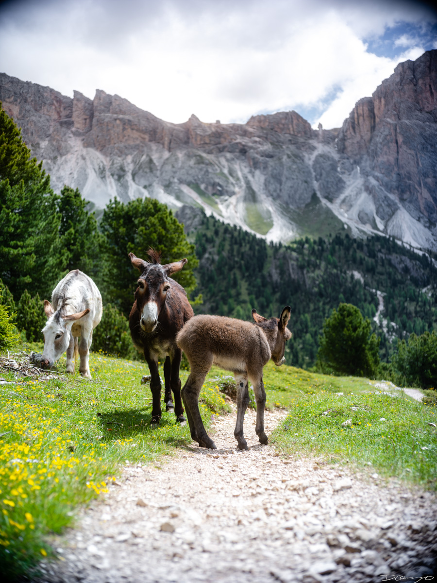 Photos from a trip through Italy in Summer of 2023. Locations include Rome, Florence, Tuscany, Castello di Bossi in Chianti, Siena, San Gimignano, Sirmione on Lake Garda, Bologna, Gudon, Italian Dolomites, Seceda, Cadini di Misurina, and Venice.